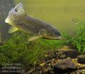 Salmo_trutta_hd5586