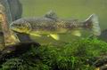 Salmo_trutta_hd5630