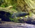 Salmo_trutta_m0519