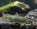 Salmo_trutta_m0548