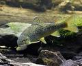 Salmo_trutta_m0553