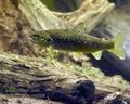 Salmo_trutta_m0598