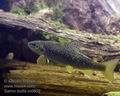 Salmo_trutta_m0602