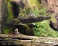 Salmo_trutta_m0686