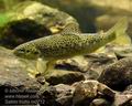 Salmo_trutta_m0712