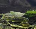 Salmo_trutta_m0824