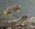 Salmo_trutta_rf1132