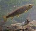 Salmo_trutta_rf1134