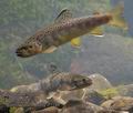 Salmo_trutta_rf1148