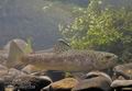 Salmo_trutta_rf1239