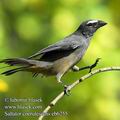 Saltator_coerulescens_eb6255