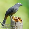 Saltator_coerulescens_eb6289