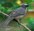 Saltator_coerulescens_eb6587