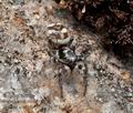 Salticus_scenicus_ca9570s