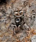 Salticus_scenicus_ca9576s