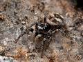 Salticus_scenicus_ca9581s