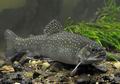 Salvelinus_fontinalis_hd4473