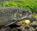 Salvelinus_fontinalis_hd4485