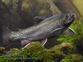 Salvelinus_fontinalis_ma4794