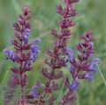 Salvia_nemorosa_ab6148