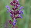 Salvia_nemorosa_ab6159