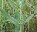 Salvia_nemorosa_ab6180