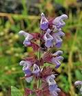 Salvia_tomentosa_br7880