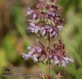 Salvia_verticillata_ab5867