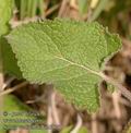 Salvia_verticillata_ab5870