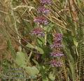 Salvia_verticillata_ab5890