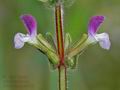 Salvia_viridis_ae4018