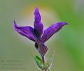 Salvia_viridis_ae4022