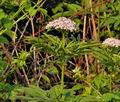 Sambucus_ebulus_bo2044