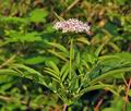 Sambucus_ebulus_bo2061