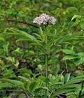 Sambucus_ebulus_bo2078