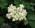 Sambucus_nigra_a203