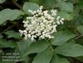 Sambucus_nigra_a377