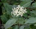 Sambucus_nigra_a378