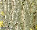 Sambucus_nigra_aa4390