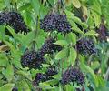 Sambucus_nigra_bd8407