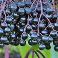 Sambucus_nigra_bd8411