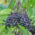 Sambucus_nigra_bd8413