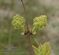 Sambucus_racemosa_aa6525