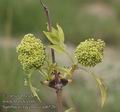 Sambucus_racemosa_aa6526