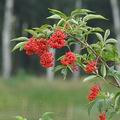 Sambucus_racemosa_bc9858