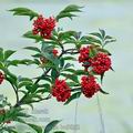 Sambucus_racemosa_bc9862