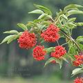 Sambucus_racemosa_bc9868