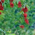 Sambucus_racemosa_bc9875