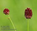 Sanguisorba_officinalis_a3193