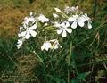 Saponaria_officinalis_4957